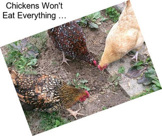 Chickens Won\'t Eat Everything …