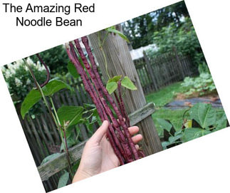The Amazing Red Noodle Bean