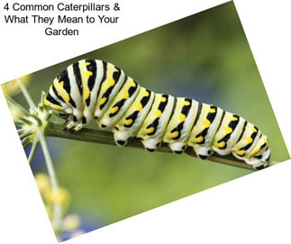 4 Common Caterpillars & What They Mean to Your Garden