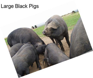 Large Black Pigs