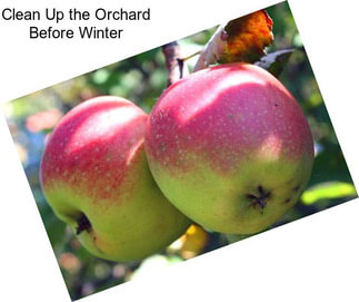 Clean Up the Orchard Before Winter