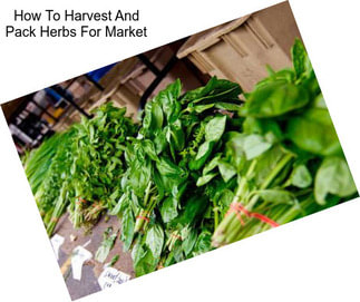 How To Harvest And Pack Herbs For Market