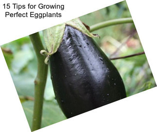 15 Tips for Growing Perfect Eggplants