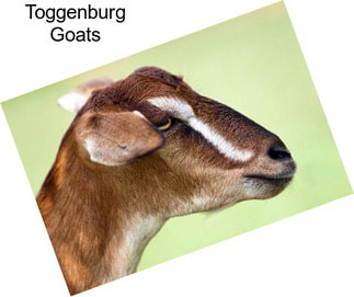 Toggenburg Goats