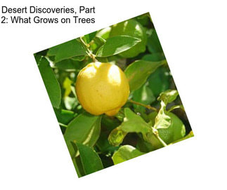 Desert Discoveries, Part 2: What Grows on Trees