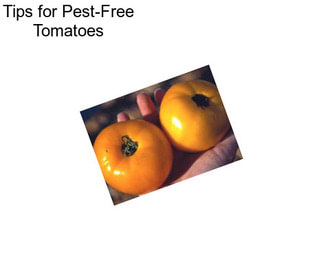 Tips for Pest-Free Tomatoes