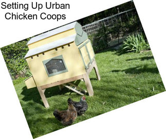 Setting Up Urban Chicken Coops