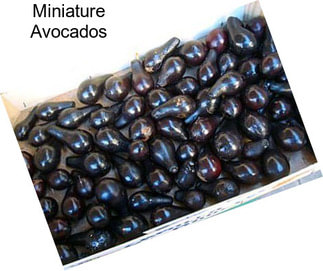 Miniature Avocados