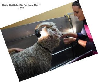 Goats Get Dolled Up For Army-Navy Game