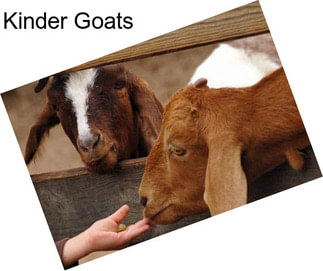 Kinder Goats