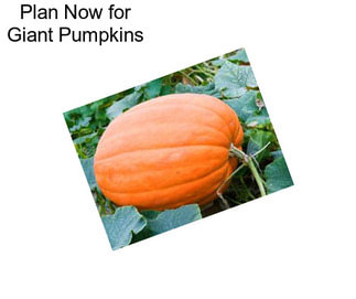 Plan Now for Giant Pumpkins