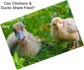 Can Chickens & Ducks Share Feed?