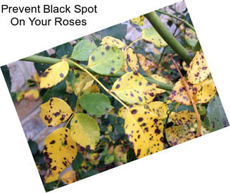 Prevent Black Spot On Your Roses