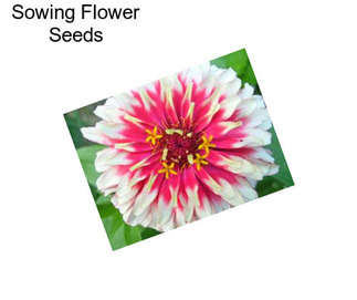 Sowing Flower Seeds