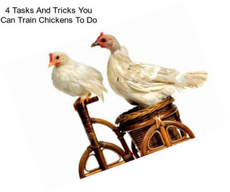 4 Tasks And Tricks You Can Train Chickens To Do