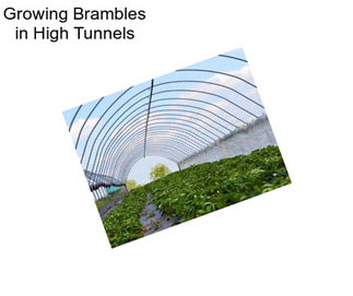 Growing Brambles in High Tunnels