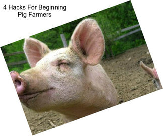 4 Hacks For Beginning Pig Farmers