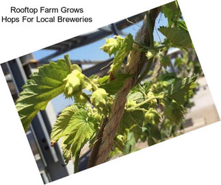 Rooftop Farm Grows Hops For Local Breweries