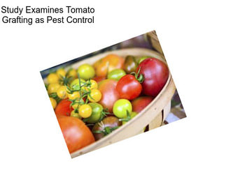 Study Examines Tomato Grafting as Pest Control