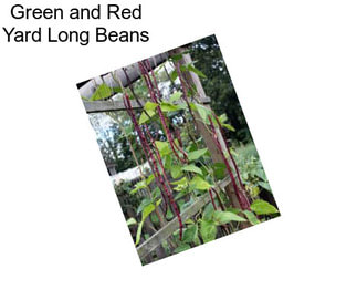 Green and Red Yard Long Beans