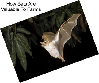 How Bats Are Valuable To Farms