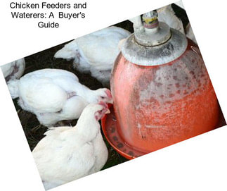 Chicken Feeders and Waterers: A  Buyer\'s Guide