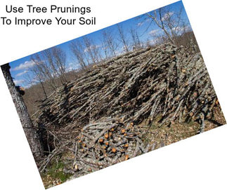 Use Tree Prunings To Improve Your Soil