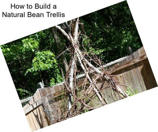 How to Build a Natural Bean Trellis
