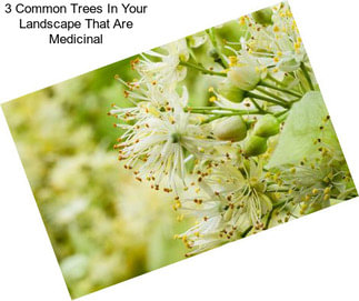 3 Common Trees In Your Landscape That Are Medicinal