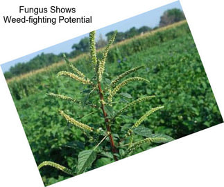 Fungus Shows Weed-fighting Potential