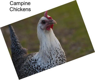 Campine Chickens