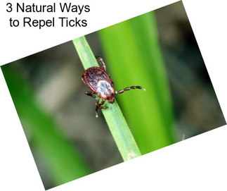 3 Natural Ways to Repel Ticks