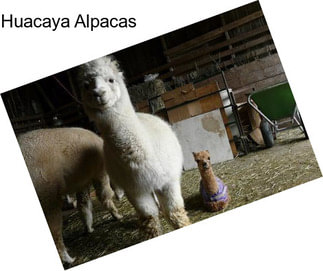 Huacaya Alpacas