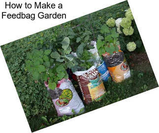 How to Make a Feedbag Garden
