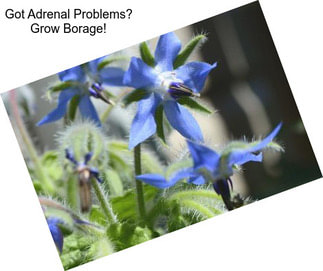 Got Adrenal Problems? Grow Borage!