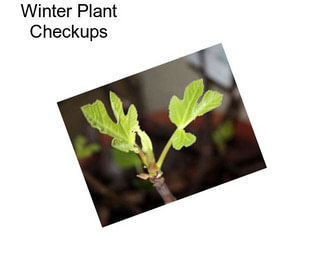 Winter Plant Checkups