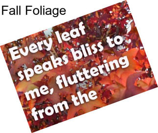 Fall Foliage