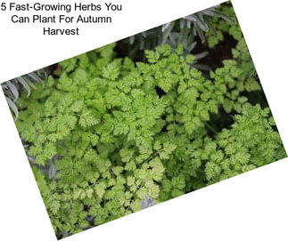 5 Fast-Growing Herbs You Can Plant For Autumn Harvest