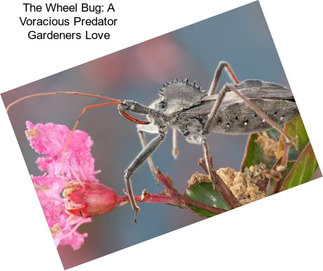 The Wheel Bug: A Voracious Predator Gardeners Love