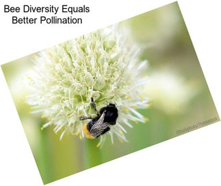 Bee Diversity Equals Better Pollination