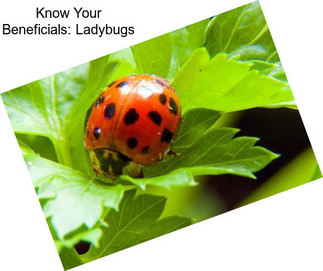 Know Your Beneficials: Ladybugs