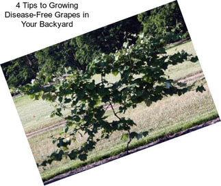 4 Tips to Growing Disease-Free Grapes in Your Backyard