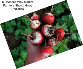 6 Reasons Why Market Farmers Should Grow Radishes