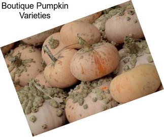 Boutique Pumpkin Varieties