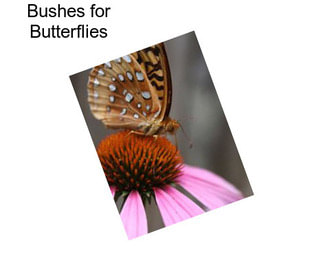 Bushes for Butterflies