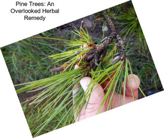Pine Trees: An Overlooked Herbal Remedy