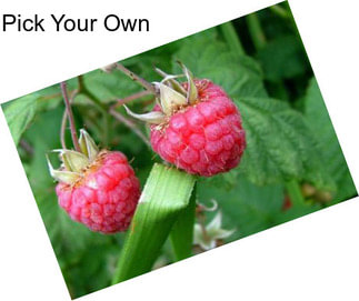 Pick Your Own
