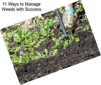 11 Ways to Manage Weeds with Success