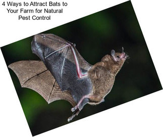 4 Ways to Attract Bats to Your Farm for Natural Pest Control