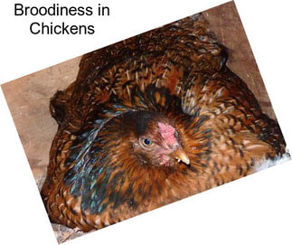 Broodiness in Chickens